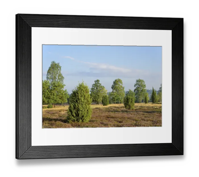 Framed Print : Heathland, Ellerndorf juniper heath Framed Print : Heathland, Ellerndorf juniper heath