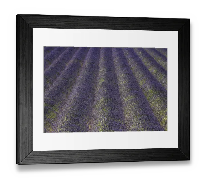 Framed Print : Lavender field, flowering true lavender (Lavandula angustifolia) Framed Print : Lavender field, flowering true lavender (Lavandula angustifolia)