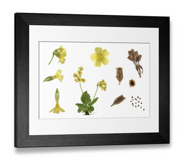 Framed Print : True oxlip (Primula elatior), plant