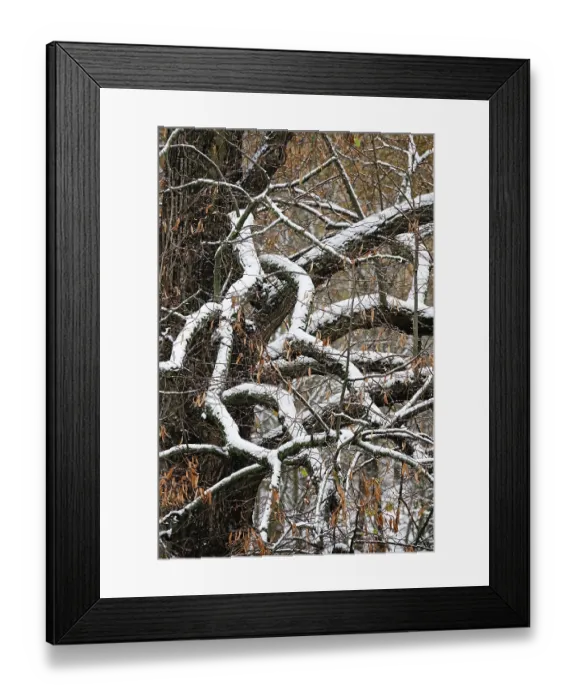 Framed Print : Forest in winter with snow, Germany Framed Print : Forest in winter with snow, Germany