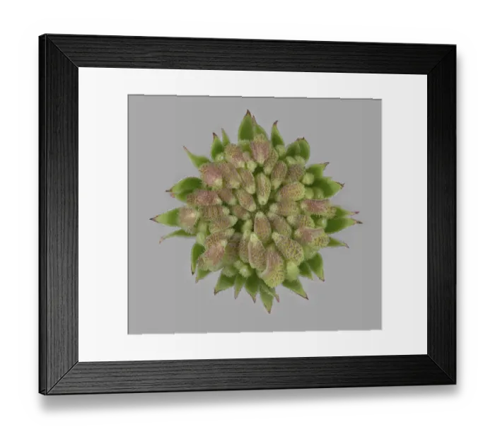 Framed Print : Pot Marigold (Calendula officinalis) Framed Print : Pot Marigold (Calendula officinalis)