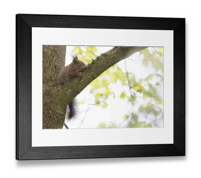Framed Print : A squirrel (Sciurus vulgaris) sitting on a branch in a green Framed Print : A squirrel (Sciurus vulgaris) sitting on a branch in a green