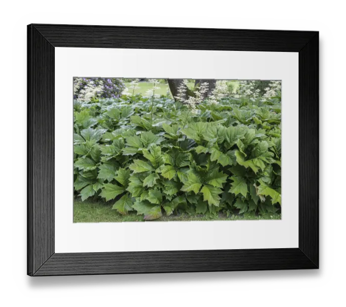 Framed Print : Stalked show leaf (Rodgersia podophylla)