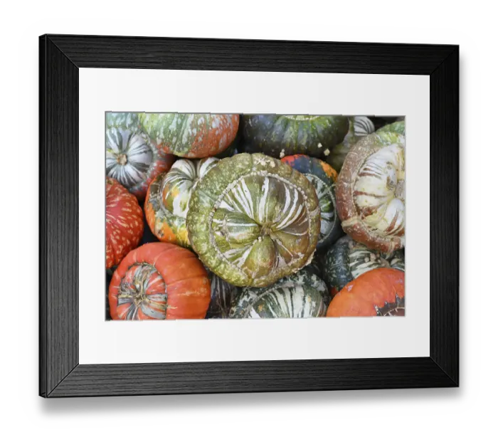Framed Print : Green colored Turban squash with warts on skin on pile of colorful squashes