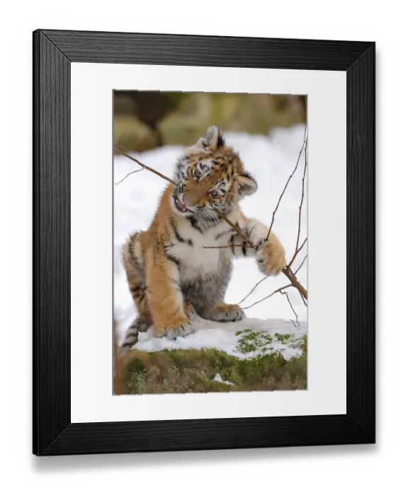Framed Print : Sibirian Tiger (Panthera tigris altaica) portrait young