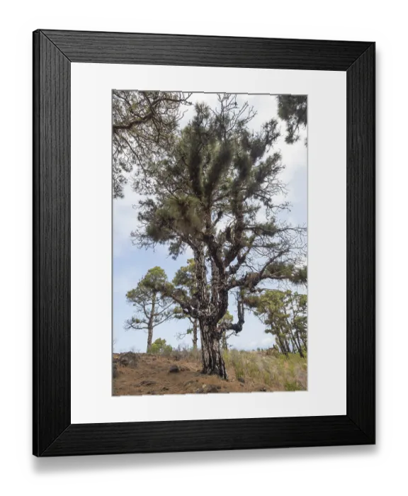 Framed Print : Canary Island Pine (Pinus canariensis)