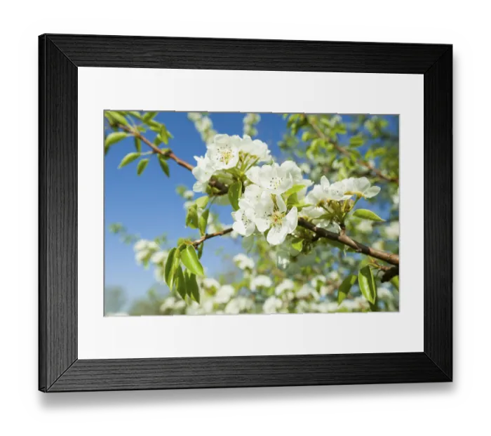 Framed Print : European Pear (Pyrus communis)