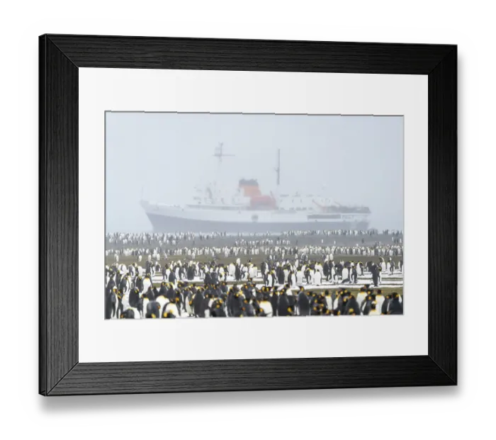 Framed Print : King penguins (Aptenodytes patagonicus)