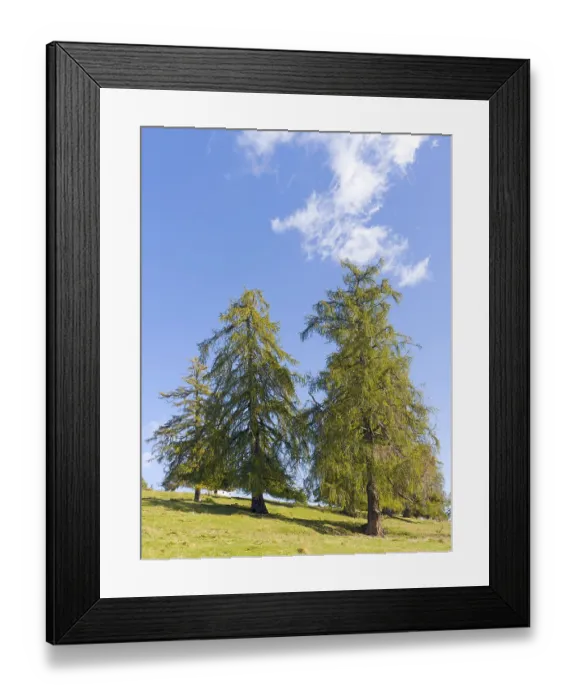 Framed Print : Larch meadows on the Salten, Salten Framed Print : Larch meadows on the Salten, Salten