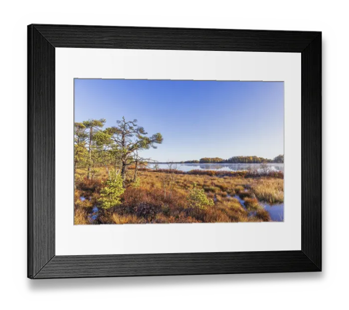 Framed Print : Pine trees on a bog by a lake a sunny autumn day