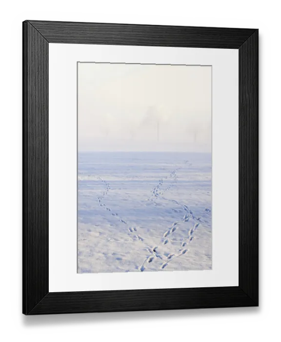 Framed Print : Animal tracks of deer and hares in the snowy in a field Framed Print : Animal tracks of deer and hares in the snowy in a field