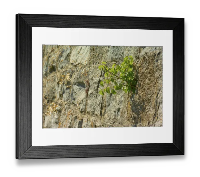 Framed Print : Quarry stone wall with a green shoot