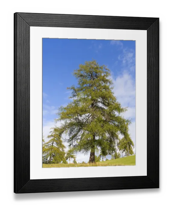 Framed Print : Larch meadows on the Salten, Salten