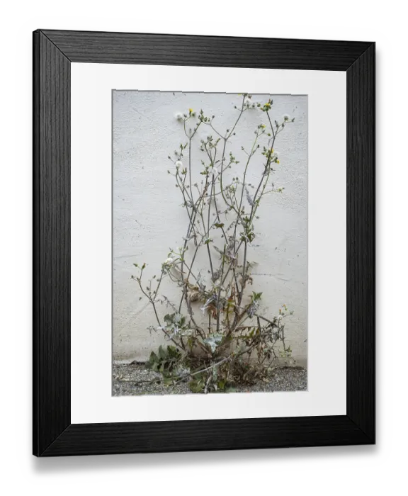 Framed Print : Semi-dried thistle, common sow thistle Framed Print : Semi-dried thistle, common sow thistle