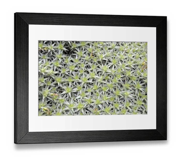 Framed Print : Deuterocohnia brevifolia, Bolivia