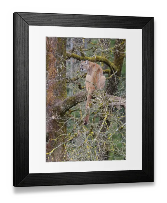 Framed Print : A female puma (Puma concolor) rests high up in an oak tree on a cloudy day