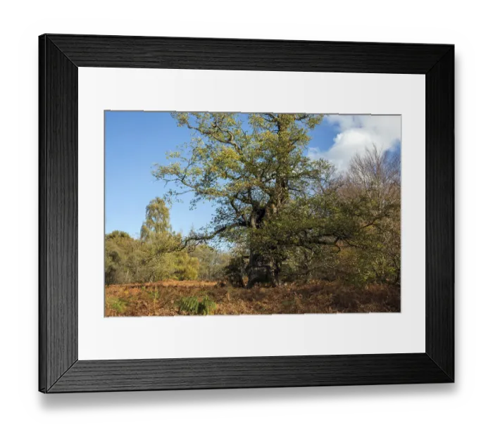 Framed Print : English oak (Quercus robur), primeval forest Sababurg Framed Print : English oak (Quercus robur), primeval forest Sababurg
