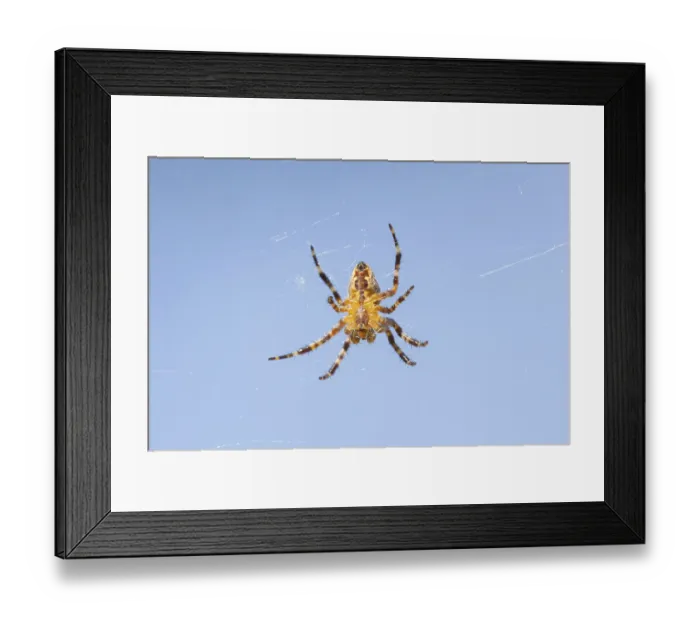 Framed Print : Garden spider (Araneus diadematus) adult arachnid in its web