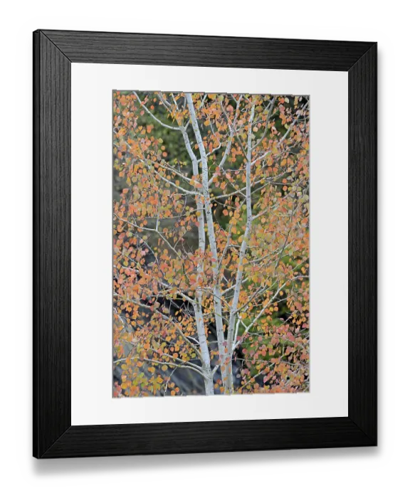Framed Print : Deciduous tree, aspen (Populus tremula)