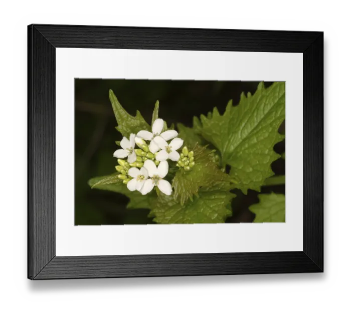 Framed Print : Garlic mustard (Alliaria petiolata)