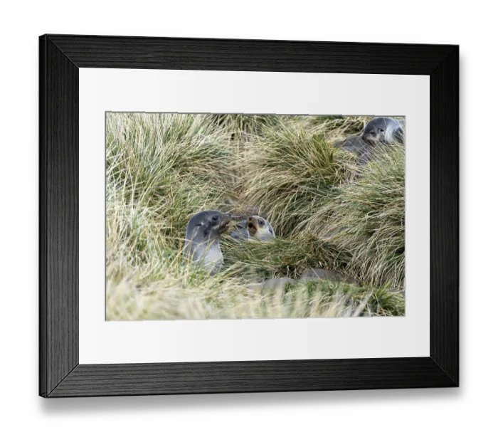 Framed Print : Antarctic Fur Seal (Arctocephalus gazella) Framed Print : Antarctic Fur Seal (Arctocephalus gazella)