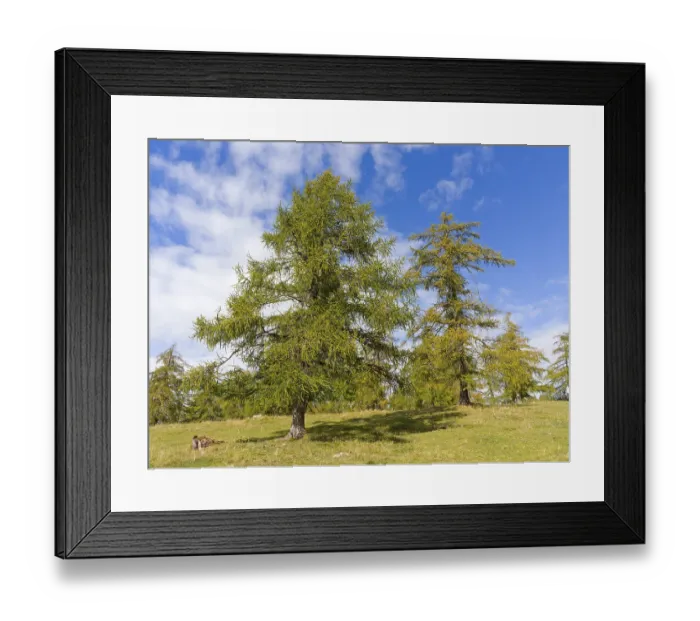 Framed Print : Larch meadows on the Salten, Salten Framed Print : Larch meadows on the Salten, Salten