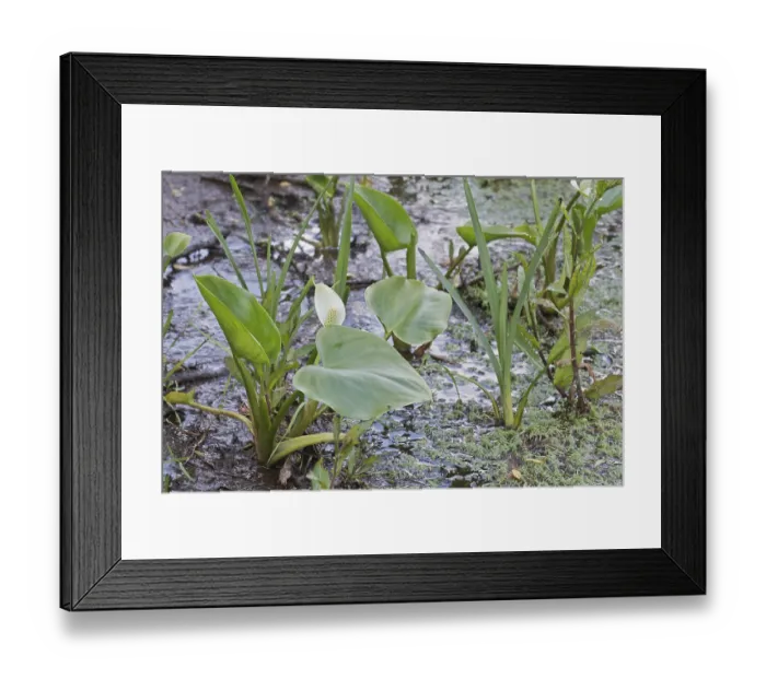Framed Print : Bog arum (Calla palustris), Emsland