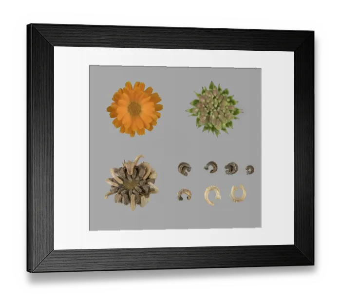Framed Print : Marigold (Calendula officinalis)