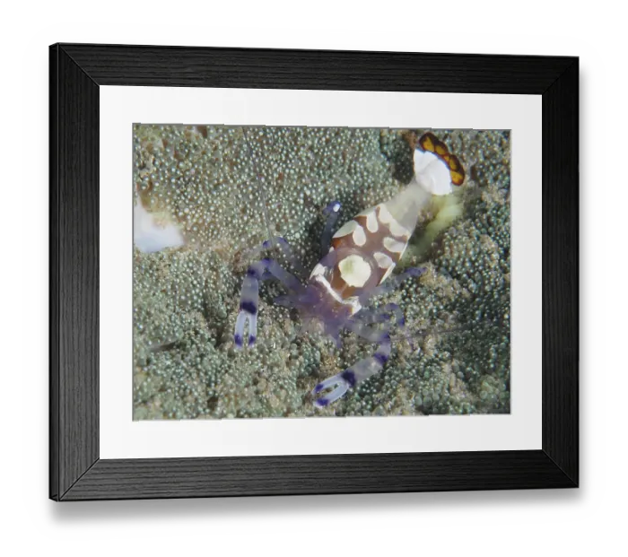 Framed Print : Peacock-eyed anemone shrimp (Ancylocaris brevicarpalis) on a carpet anemone Framed Print : Peacock-eyed anemone shrimp (Ancylocaris brevicarpalis) on a carpet anemone