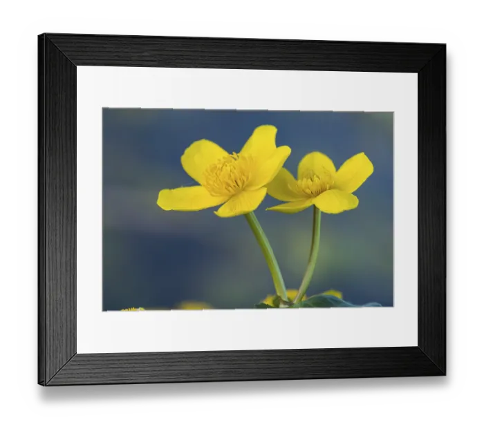 Framed Print : Flowering Marsh marigold ( Caltha palustris) Ochsenmoor Framed Print : Flowering Marsh marigold ( Caltha palustris) Ochsenmoor
