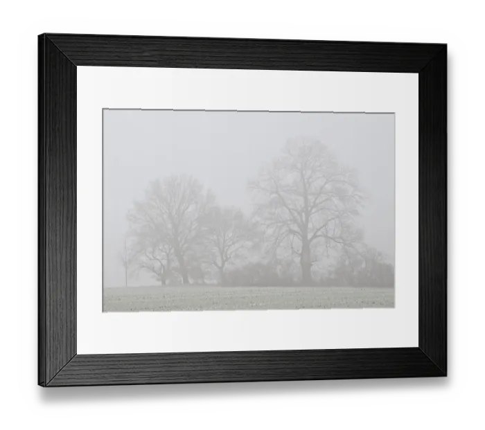 Framed Print : Trees in the fog, Emsland, Lower Saxony, Germany