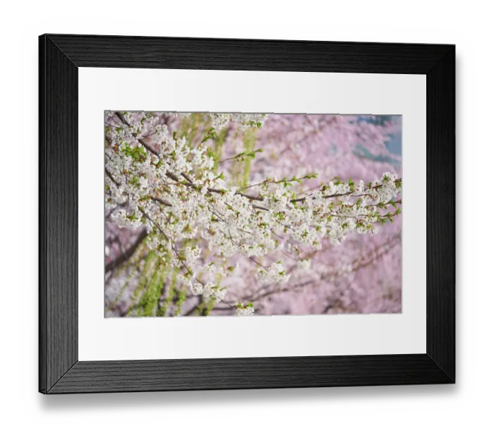 Framed Print : Blooming sakura cherry blossom close up background in spring