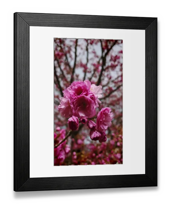 Framed Print : Detailed close-up of pink blossoms from a cherry tree (sakura) on a blossoming tree branch
