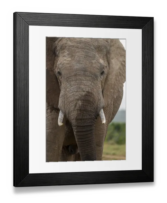 Framed Print : Animal portrait, African elephant (Loxodonta africana)