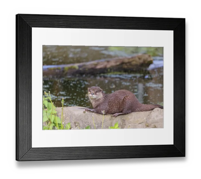 Framed Print : On a sunny day, an oriental small-clawed otter (Aonyx cinerea) is resting on a rock by the riverbank Framed Print : On a sunny day, an oriental small-clawed otter (Aonyx cinerea) is resting on a rock by the riverbank
