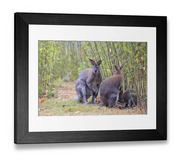 Framed Print : A family of red-necked wallaby (Macropus rufogriseus) sits on a cloudy day amidst tall
