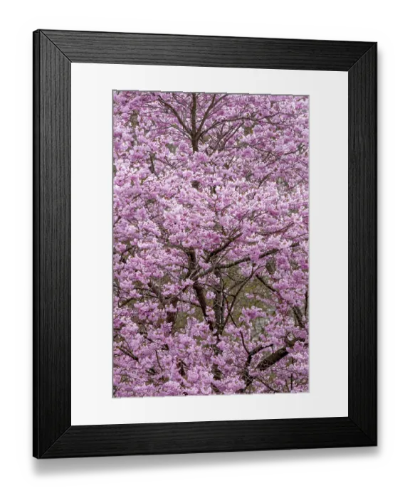 Framed Print : Flowering apple tree (Malus domestica) Framed Print : Flowering apple tree (Malus domestica)
