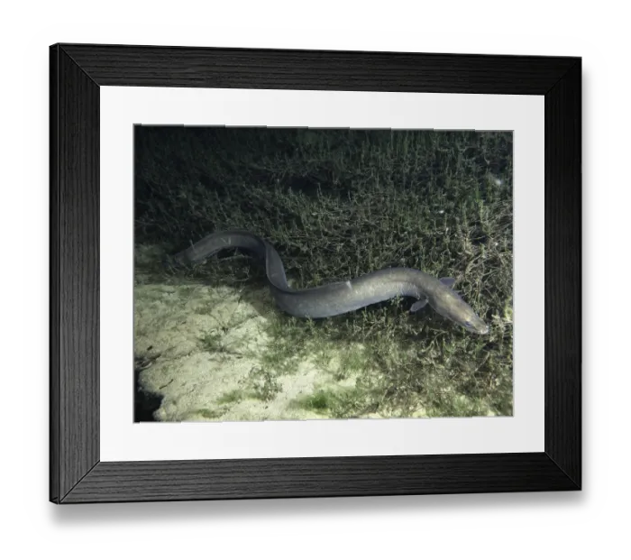 Framed Print : A European eel (Anguilla anguilla) moves through plants on the sandy bottom of a body of water Framed Print : A European eel (Anguilla anguilla) moves through plants on the sandy bottom of a body of water