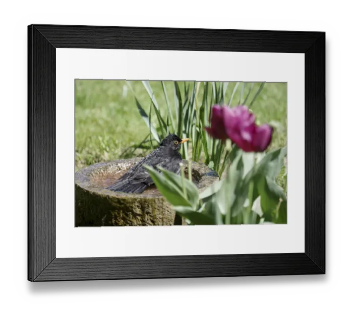 Framed Print : Blackbird (Turdus merula), male