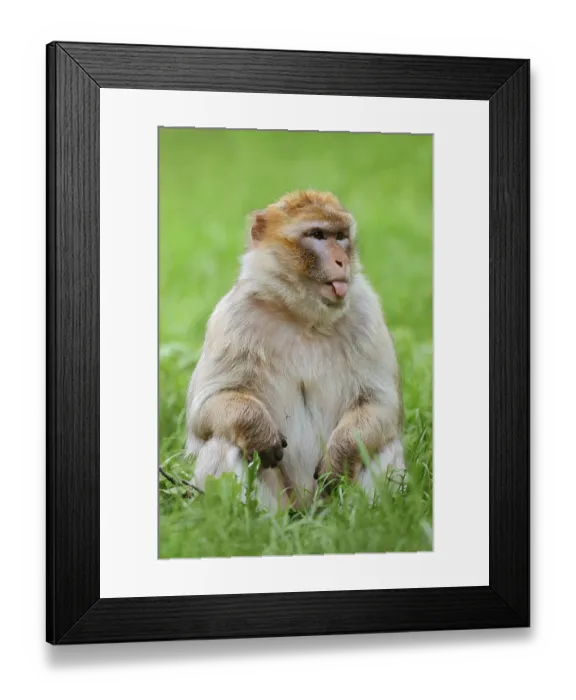 Framed Print : Barbary macaque or magot (Macaca sylvanus) sits in a meadow and sticks out its tongue Framed Print : Barbary macaque or magot (Macaca sylvanus) sits in a meadow and sticks out its tongue