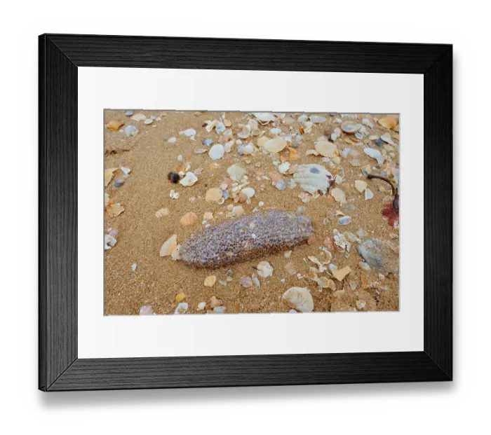 Framed Print : Dead sea cucumber or sea cucumber (Holothuriidae) and mussel shells on the beach