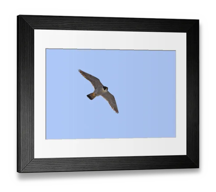Framed Print : Peregrine Falcon (Falco peregrinus) Framed Print : Peregrine Falcon (Falco peregrinus)