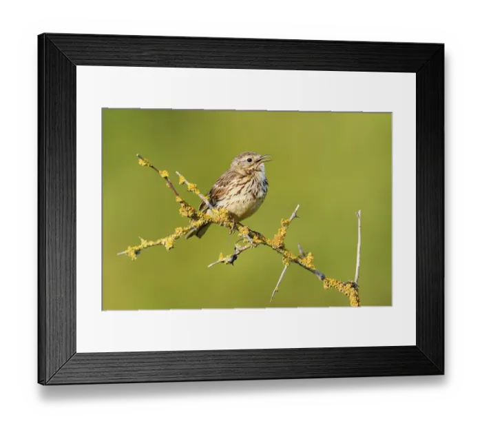 Framed Print : Meadow pipit (Anthus pratensis) sits singing on a branch