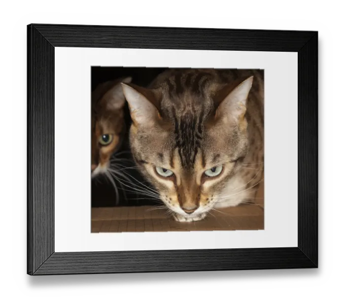 Framed Print : Bengal kitten seeking food and pushing its head through a cardboard box with second cat behind Framed Print : Bengal kitten seeking food and pushing its head through a cardboard box with second cat behind