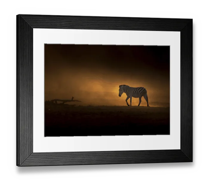 Framed Print : Zebra (Equus quagga), in evening mood Framed Print : Zebra (Equus quagga), in evening mood