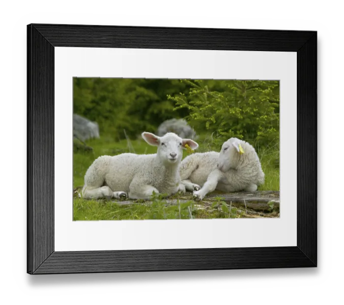 Framed Print : Sheep resting