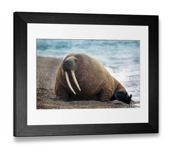 Framed Print : Spitsbergen Svalbard - walrus lying on the beach - long teeth Framed Print : Spitsbergen Svalbard - walrus lying on the beach - long teeth
