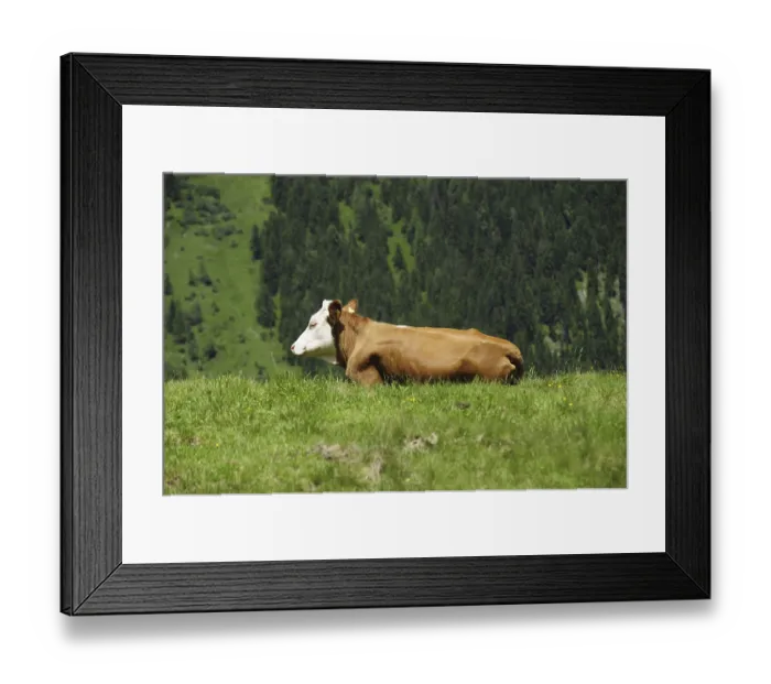 Framed Print : Cattle grazing in the Alps, Simmental breed on alpine pasture