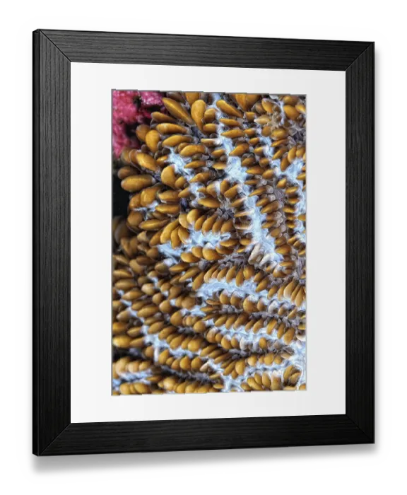Framed Print : A beautiful picture of an healty coral reef Framed Print : A beautiful picture of an healty coral reef