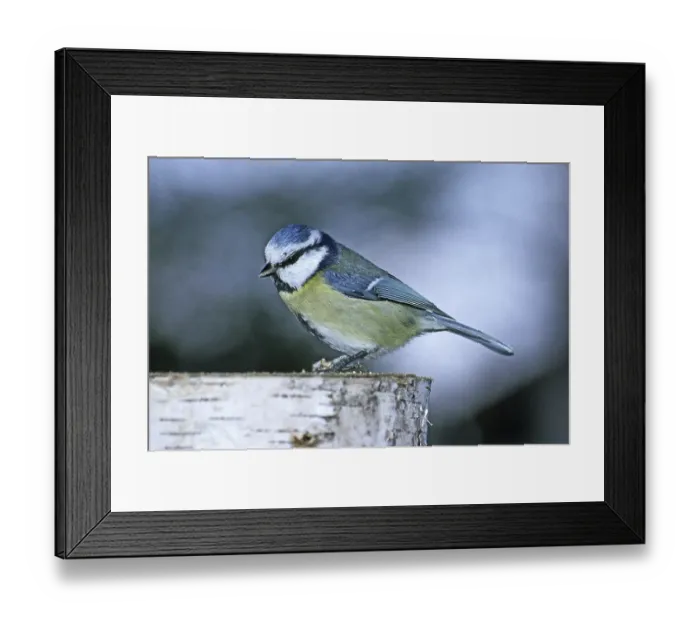 Framed Print : Blue tit, Parus caeruleus, Blue tit